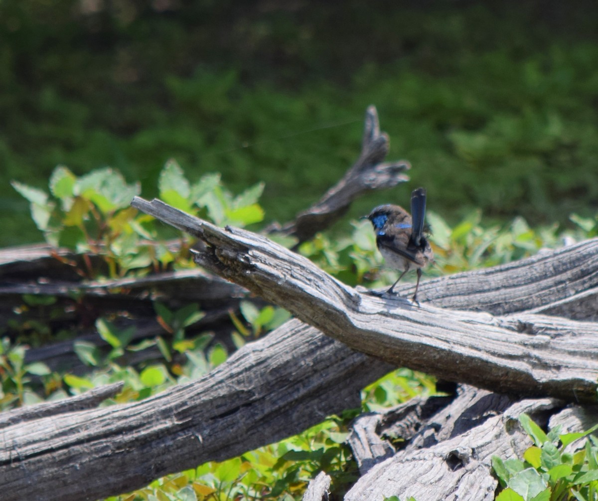 Superb Fairywren - ML92346311