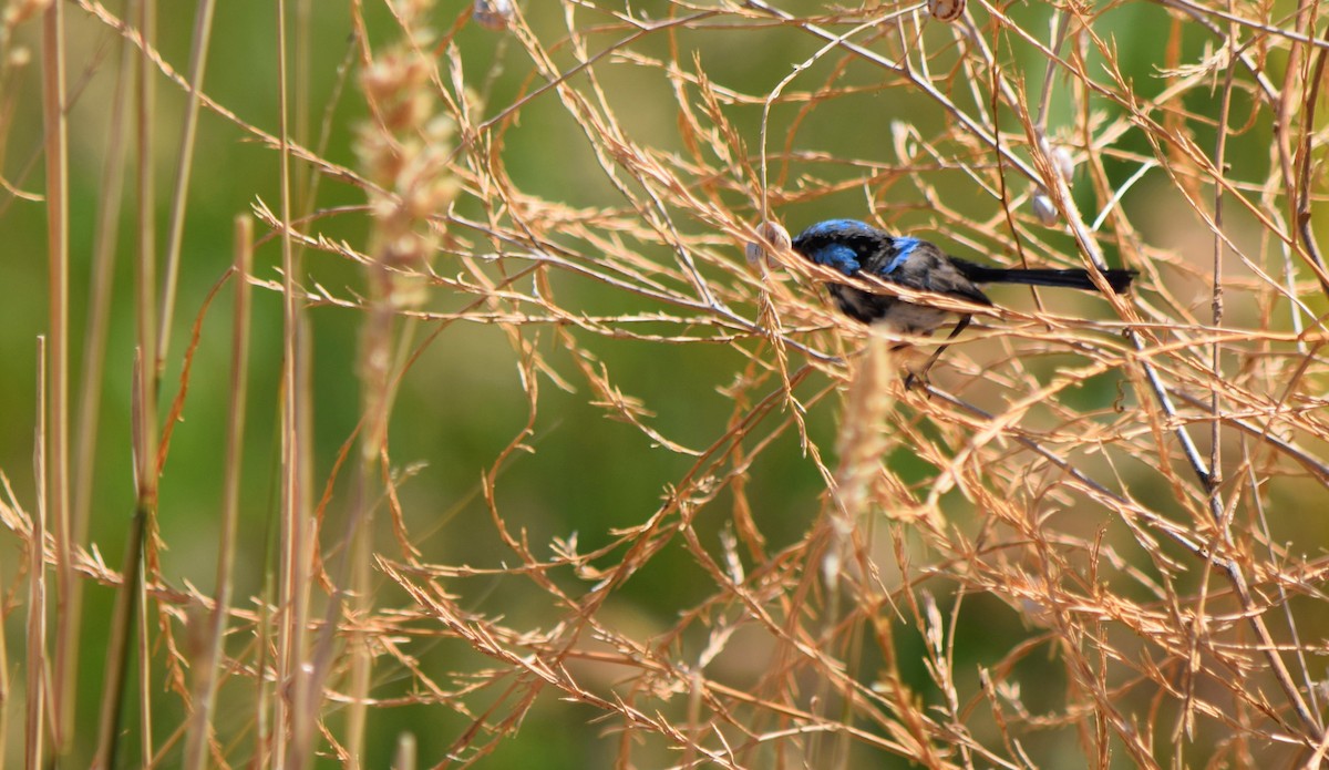 Superb Fairywren - ML92346321