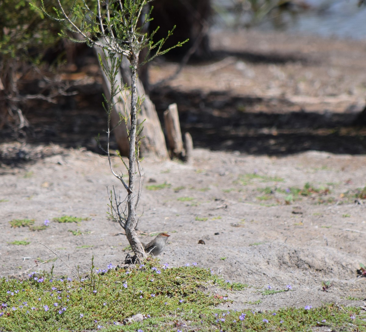 Superb Fairywren - ML92346331