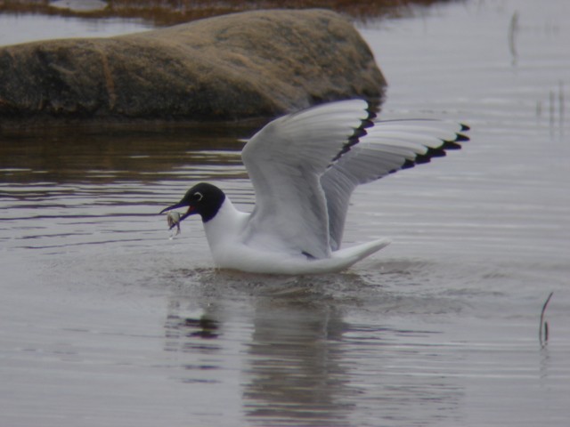 Bonaparte's Gull - ML92347521