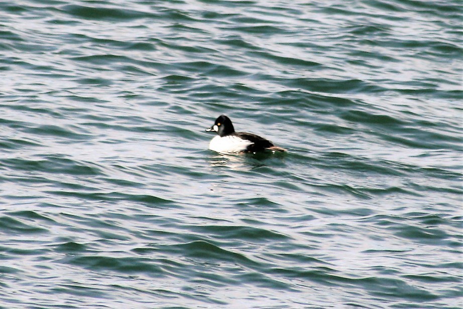 Common Goldeneye - ML92347961