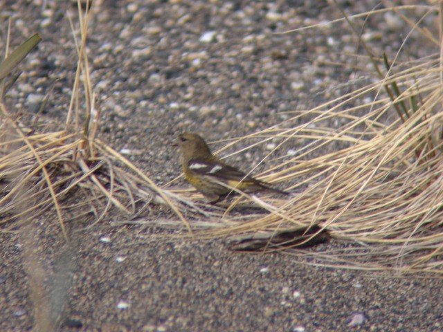 White-winged Crossbill - ML92348171