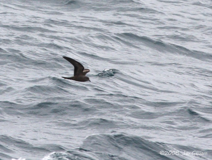 Markham's Storm-Petrel - ML92349131