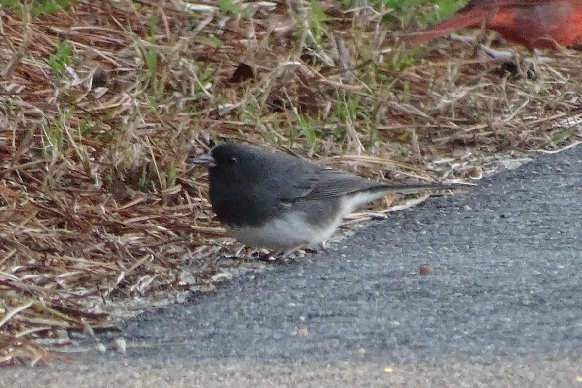 Dark-eyed Junco - Don Bemont