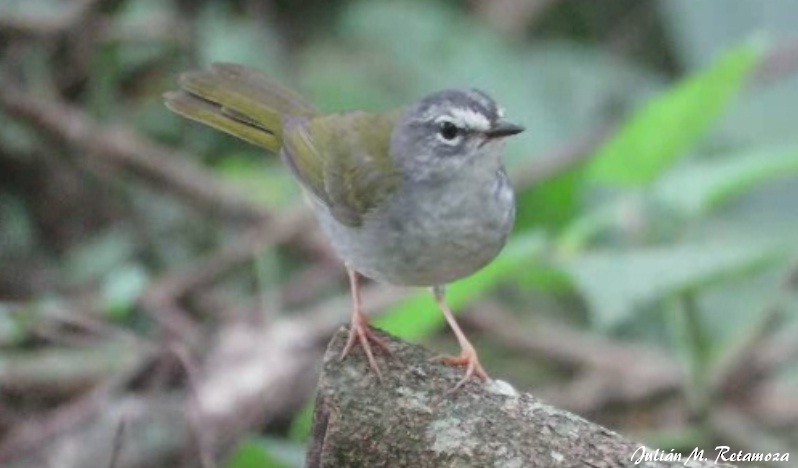 White-browed Warbler - Julián Retamoza