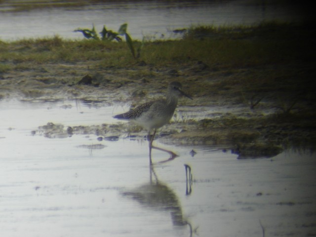 Lesser Yellowlegs - ML92353111