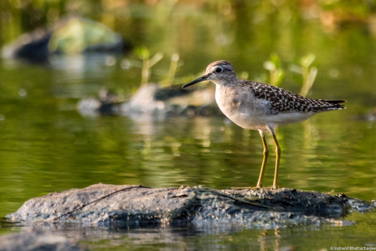 Wood Sandpiper - ML92353371