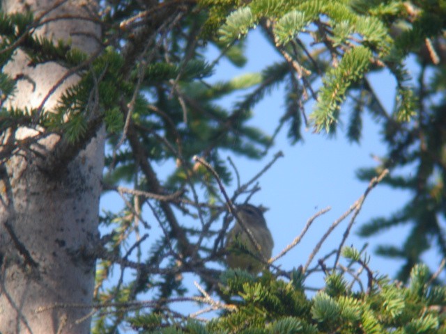 Yellow-rumped Warbler - ML92355231