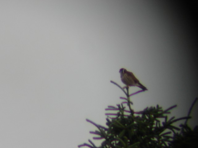 American Kestrel - ML92355761