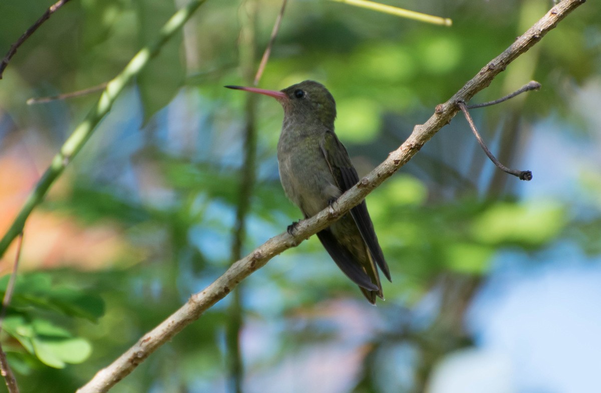 Gilded Hummingbird - ML92356991