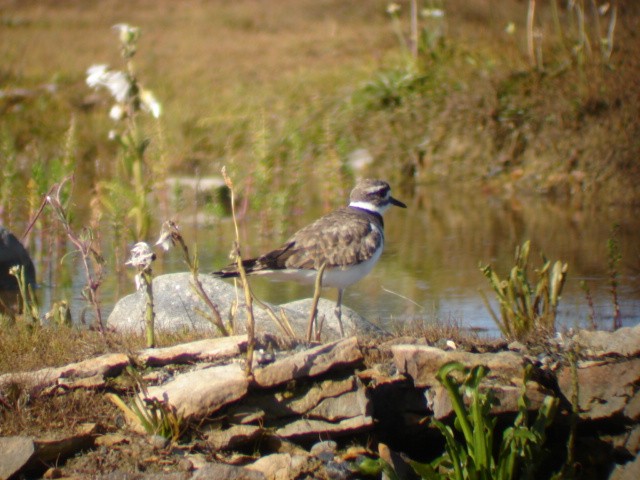 Killdeer - ML92357231