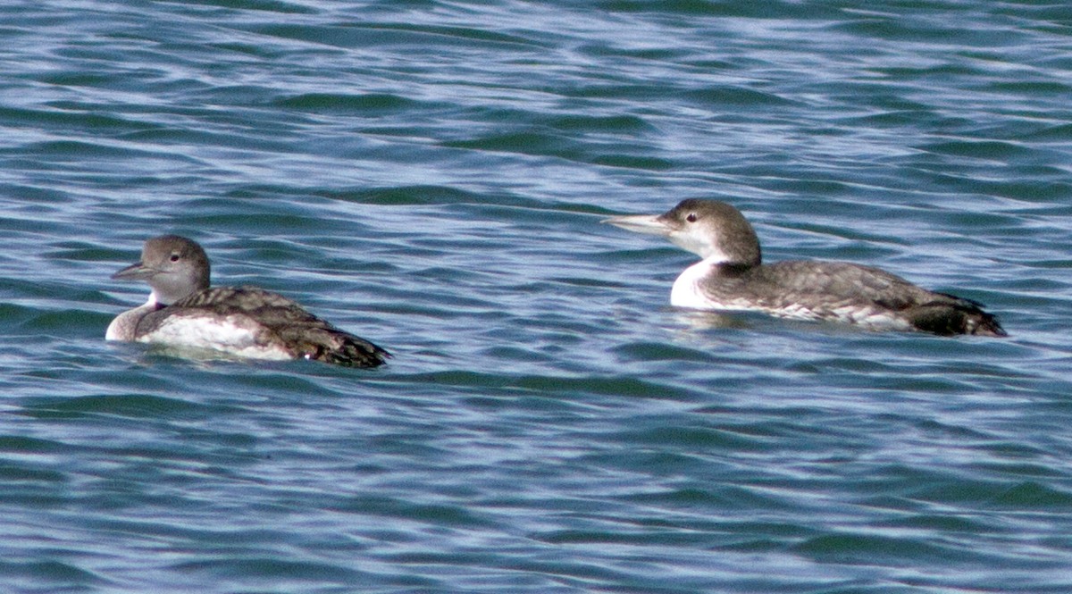 Common Loon - ML92357601