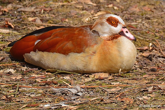Egyptian Goose - ML92357611