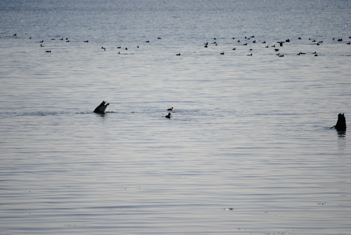 Canada Goose - ML92357841