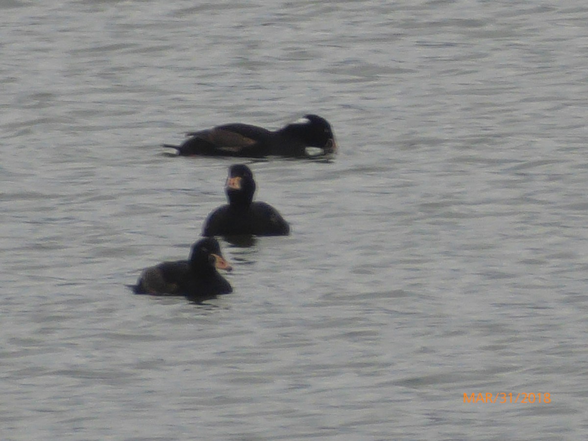 Surf Scoter - ML92358561