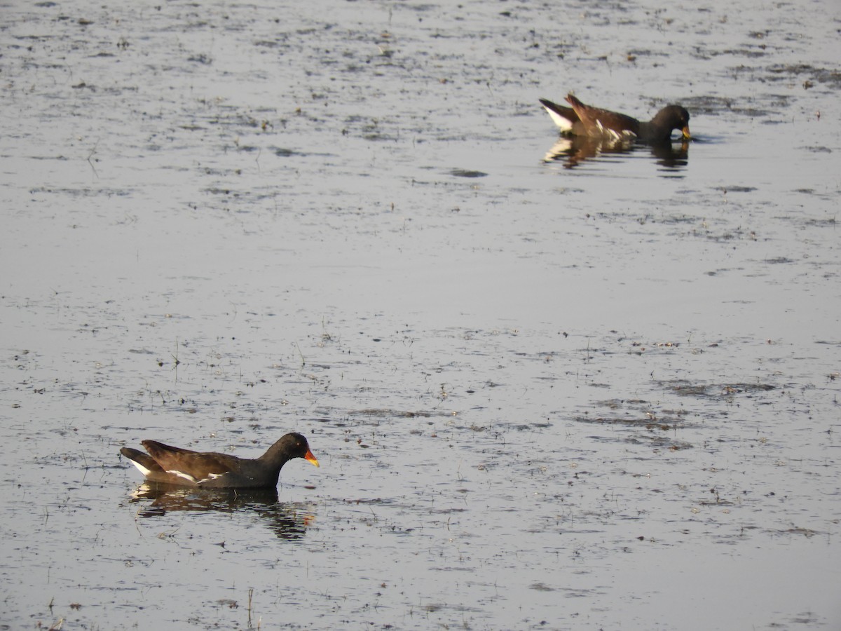 Eurasian Moorhen - Ikshan Ganpathi