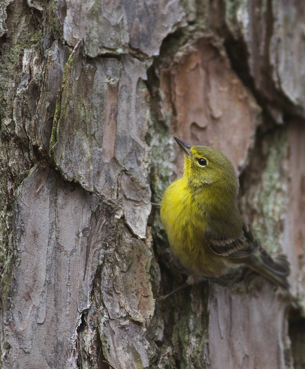 Pine Warbler - ML92359281