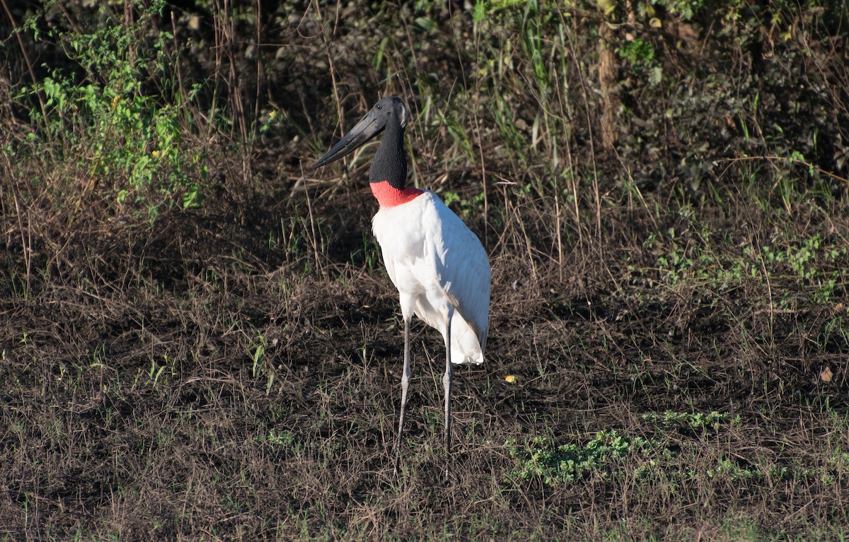 Jabiru - Naíla  Lepre