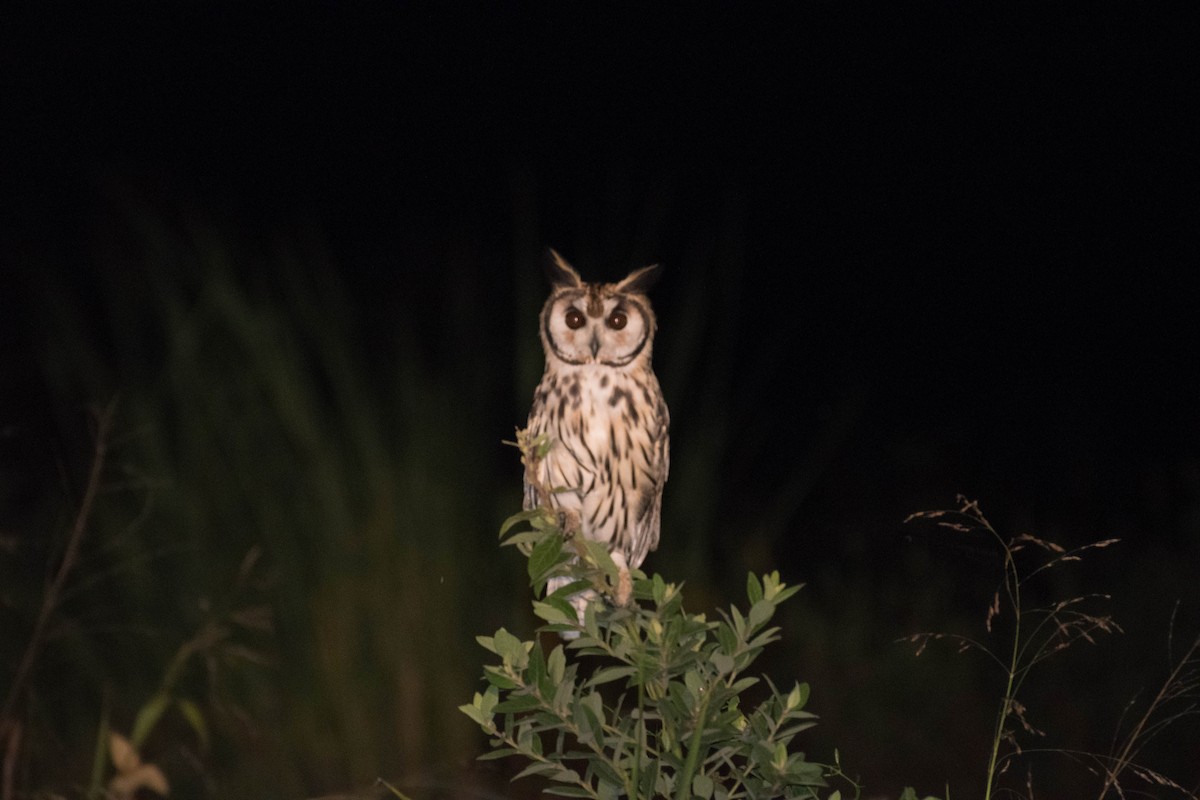 Striped Owl - ML92359761