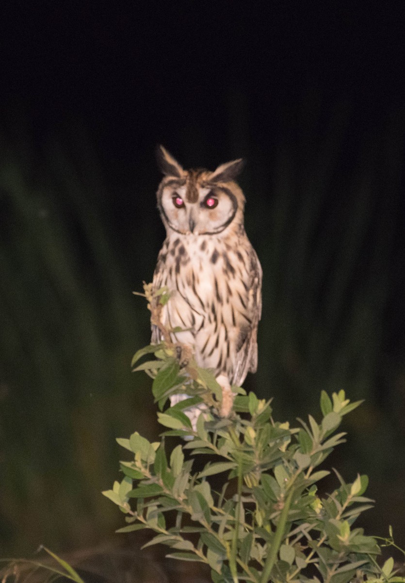 Striped Owl - ML92359781