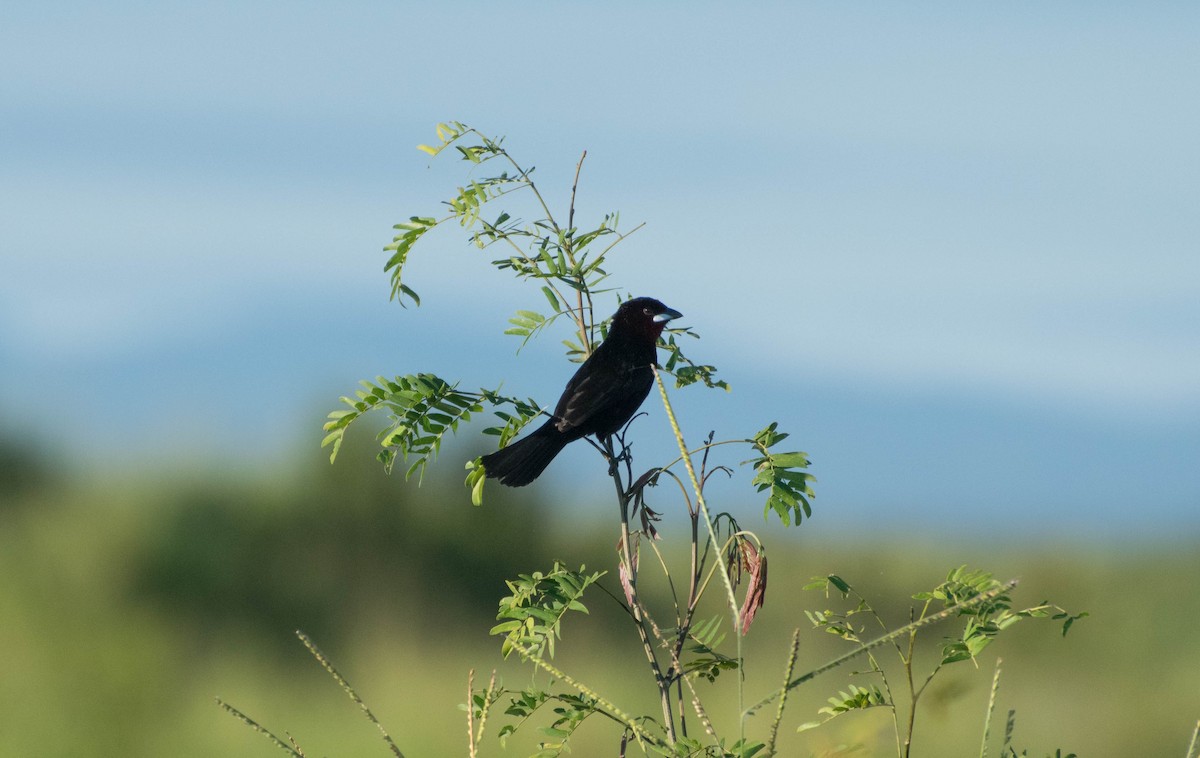 Silver-beaked Tanager - Naíla  Lepre