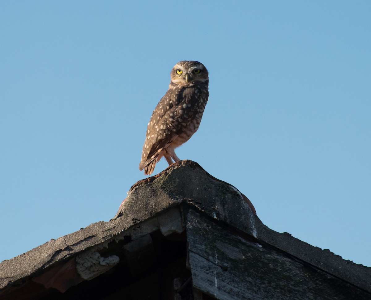 Burrowing Owl - ML92361471