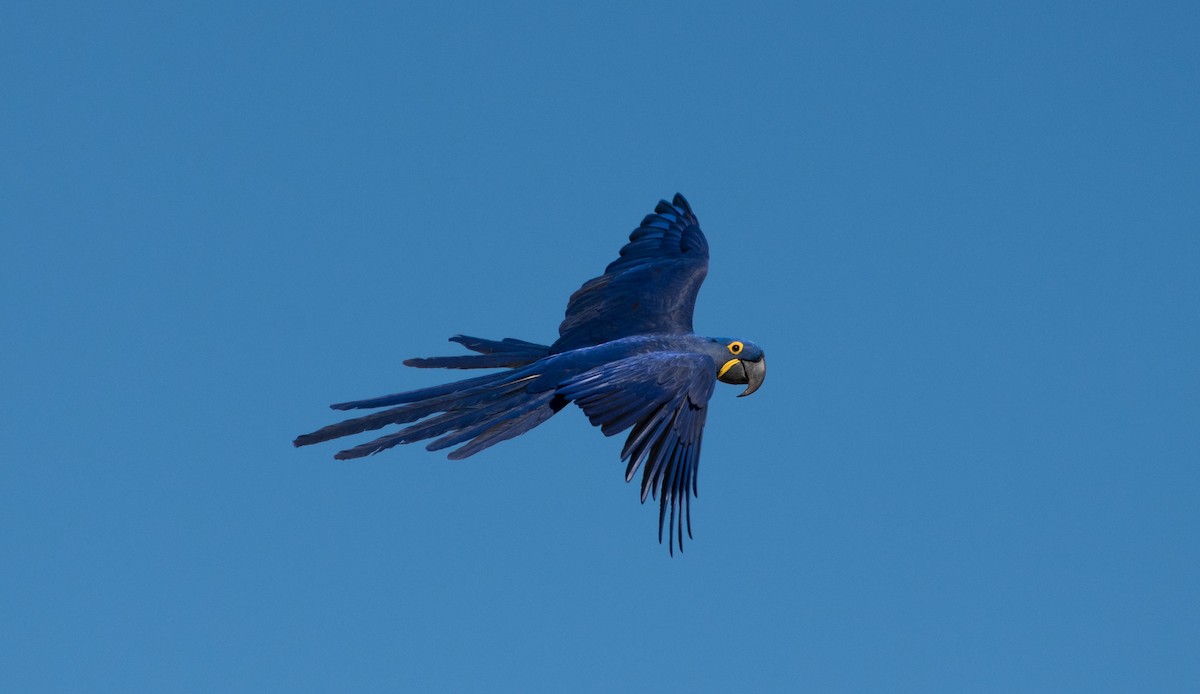 Hyacinth Macaw - Naíla  Lepre