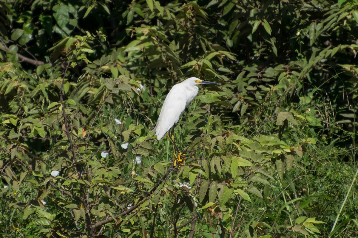 Snowy Egret - Naíla  Lepre