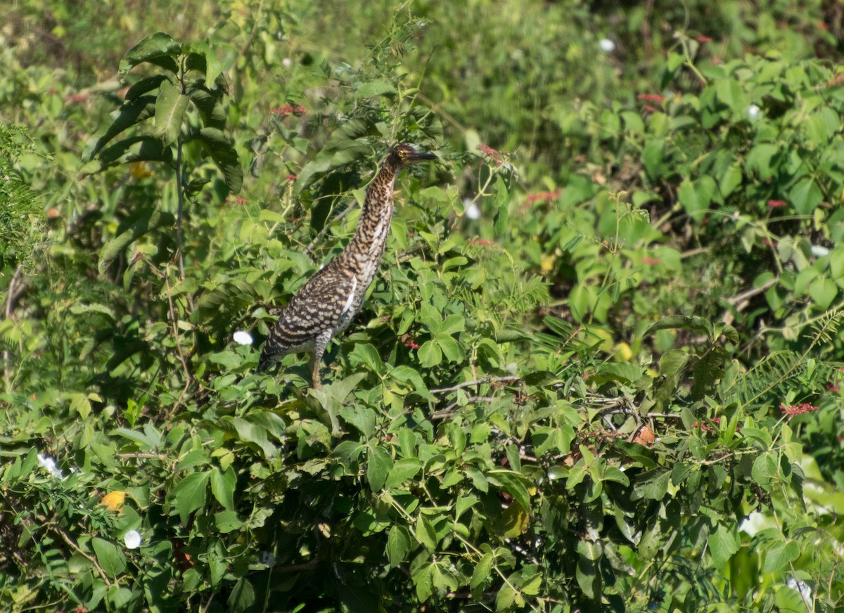 Rufescent Tiger-Heron - Naíla  Lepre