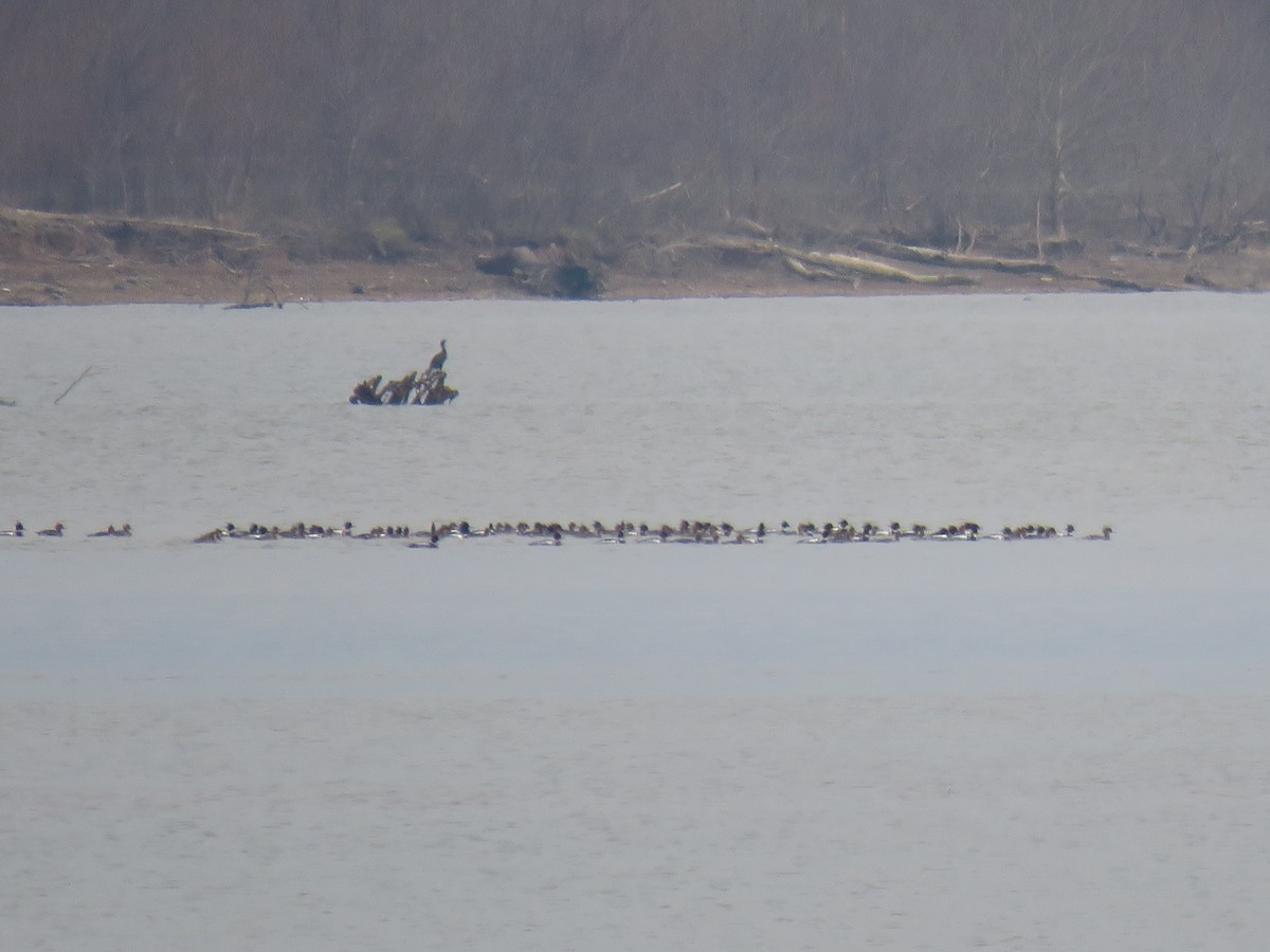 Red-breasted Merganser - ML92362951