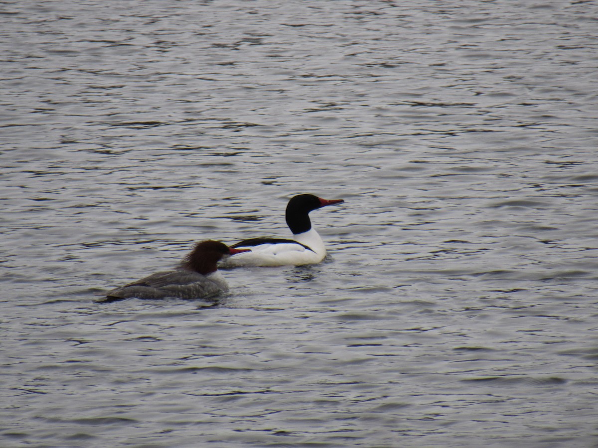 Common Merganser - ML92363191