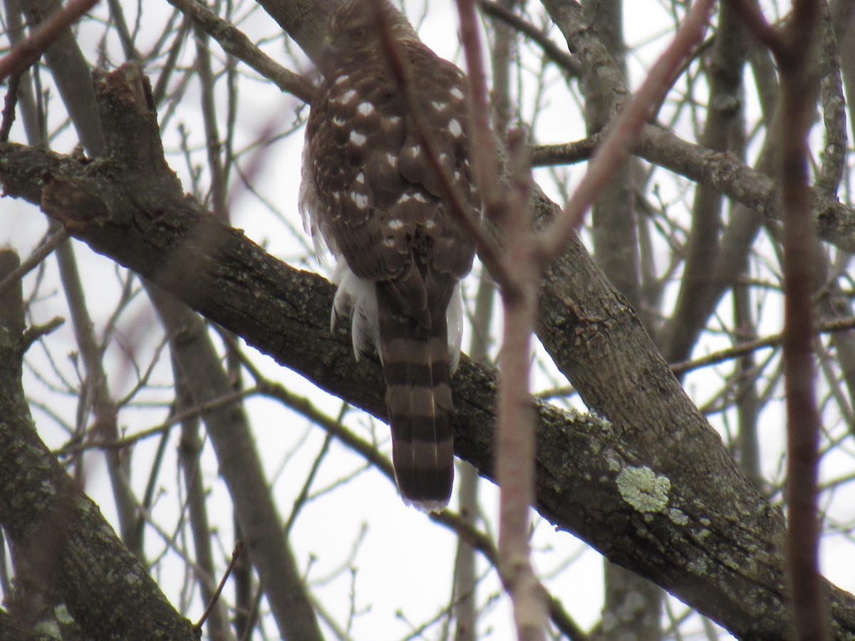 Cooper's Hawk - John Coyle