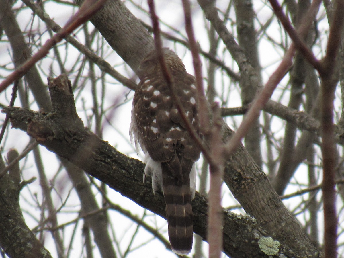 Cooper's Hawk - ML92363401