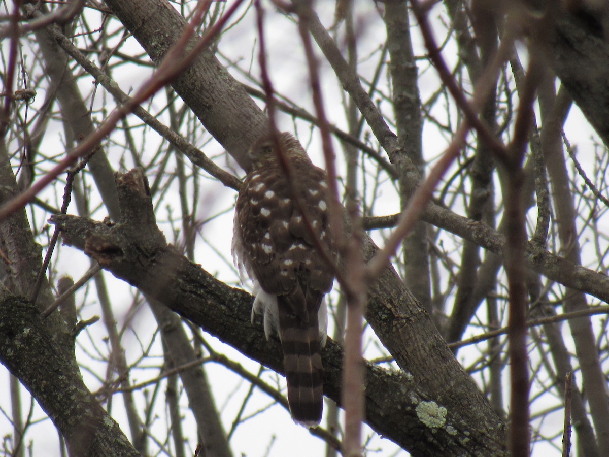 Cooper's Hawk - ML92363441