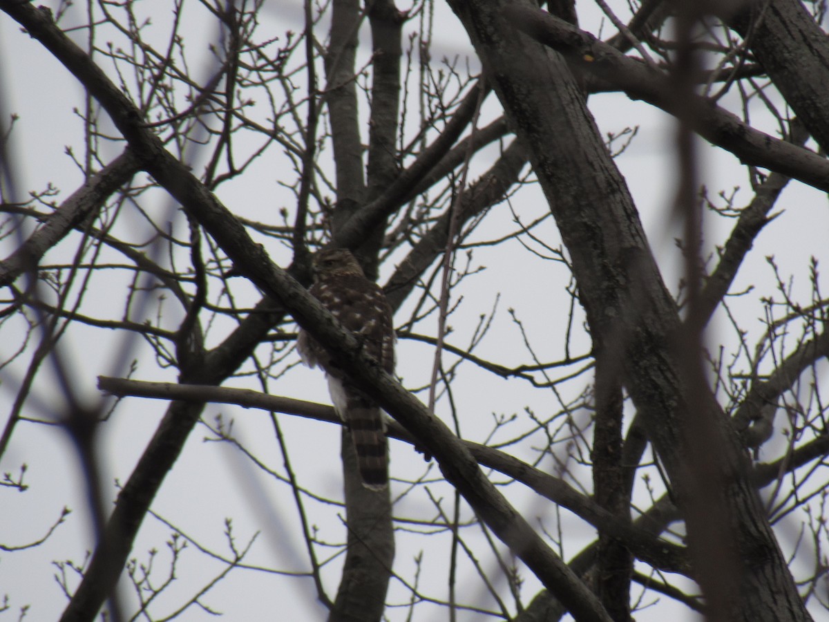 Cooper's Hawk - ML92363511