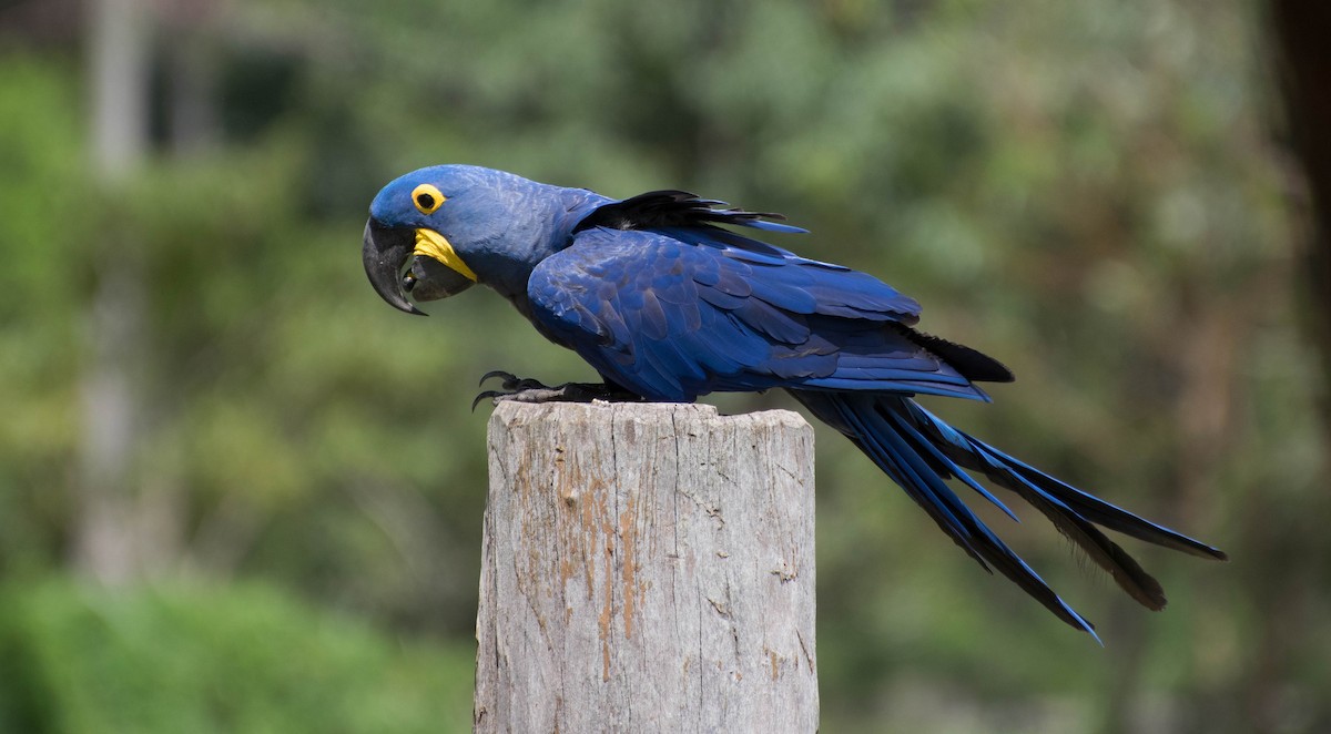 Hyacinth Macaw - ML92363771