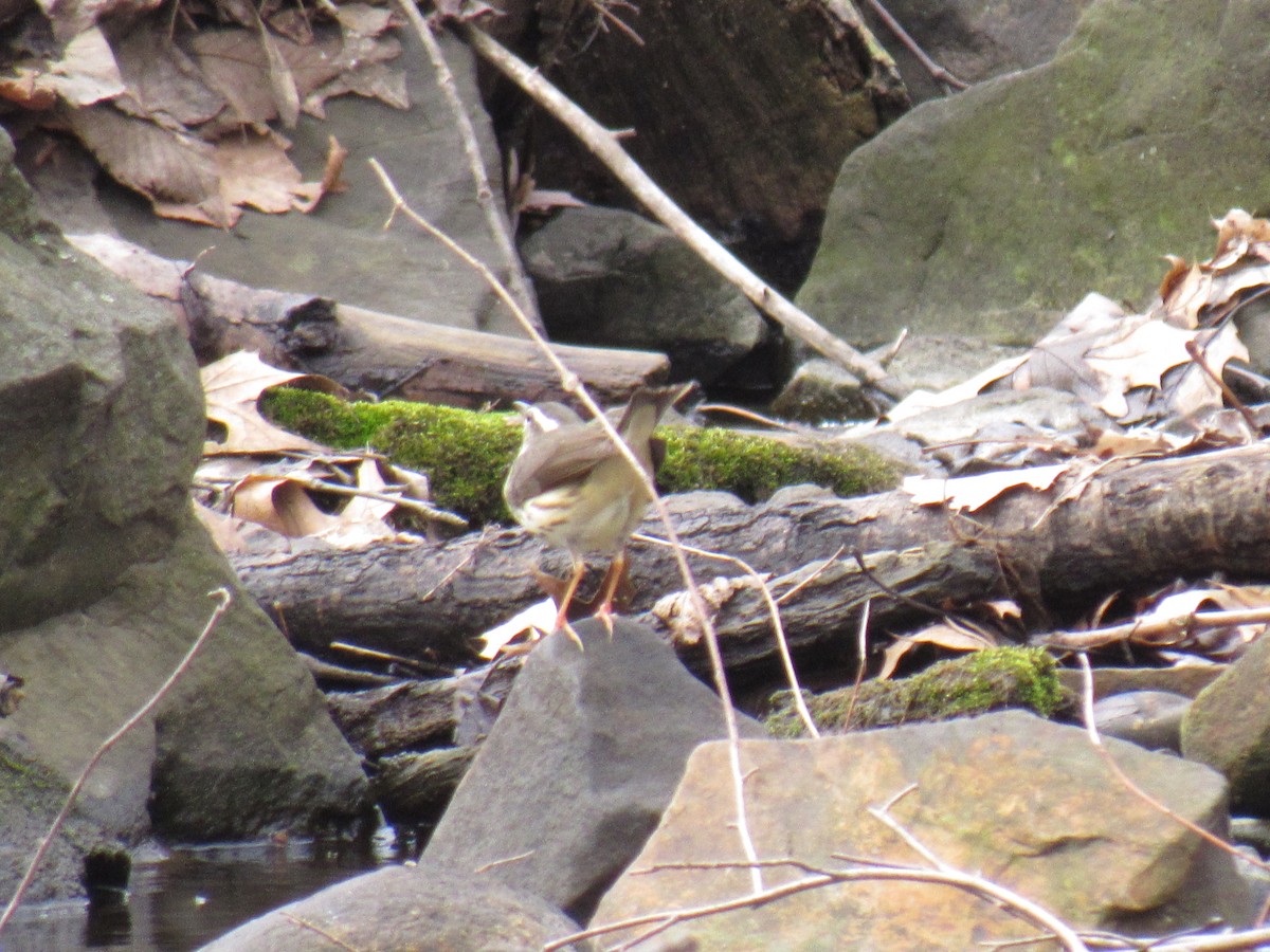 Louisiana Waterthrush - John Coyle