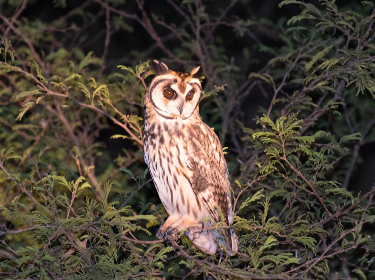 Striped Owl - ML92364211