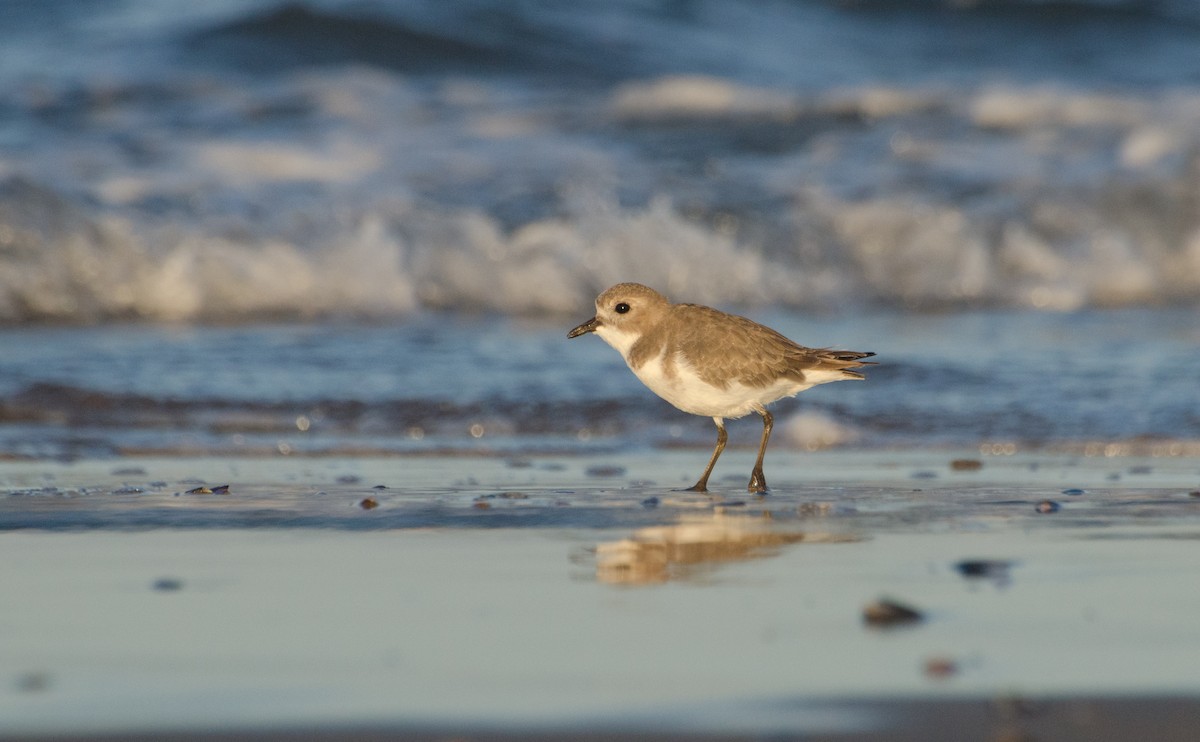 Two-banded Plover - Pablo G. Fernández🦅