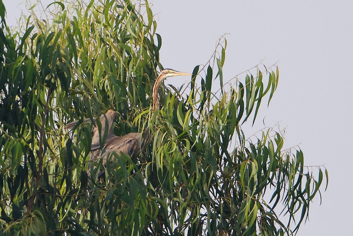 Purple Heron - Snehasis Sinha