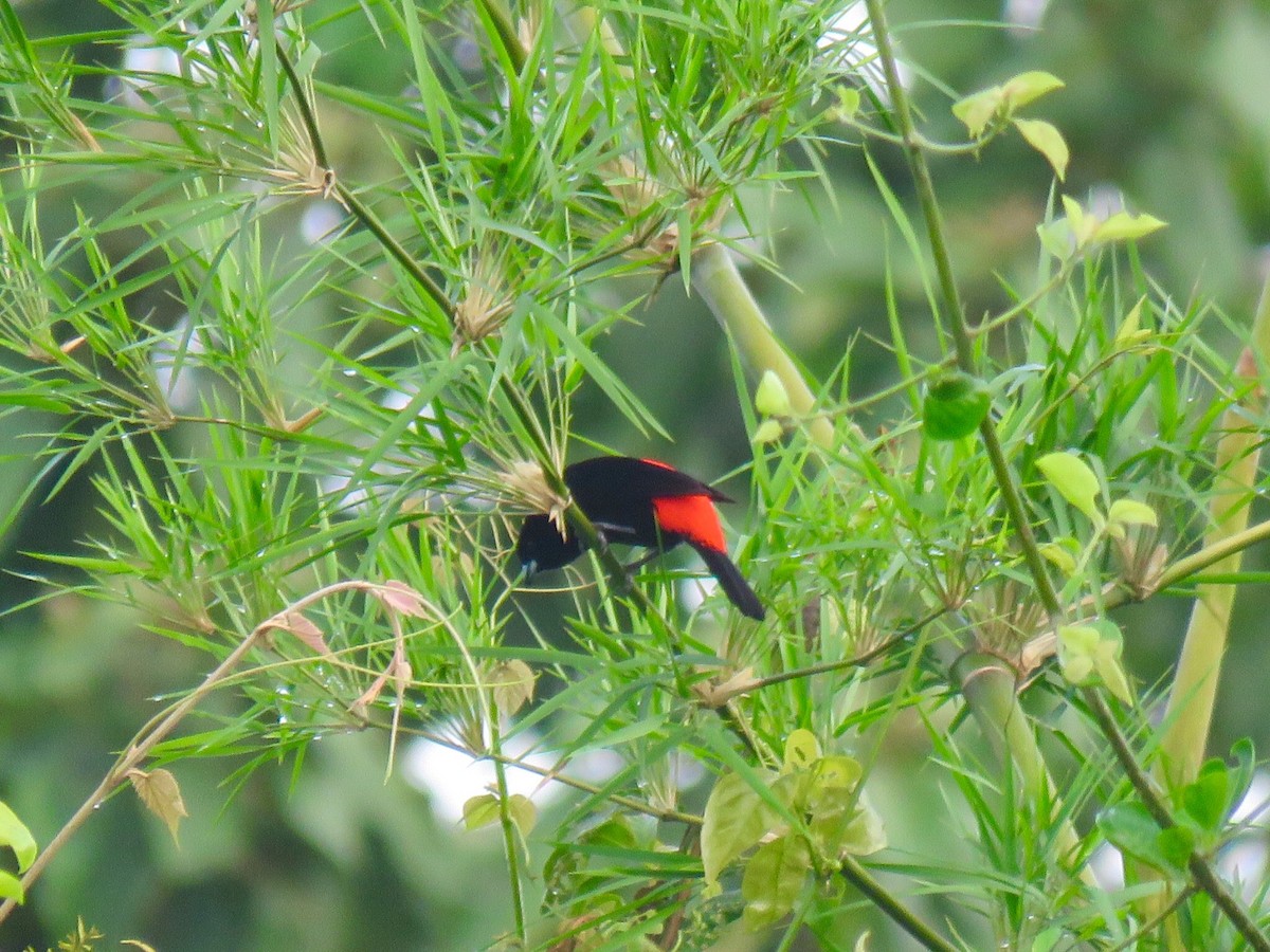 Scarlet-rumped Tanager (Passerini's) - ML92367661
