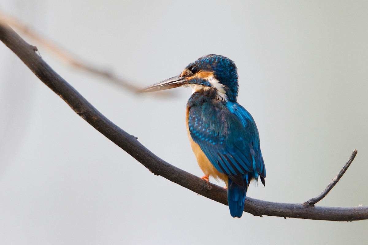 Common Kingfisher - Snehasis Sinha