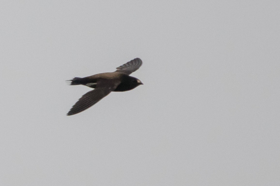 Brown-backed Needletail - ML92372231