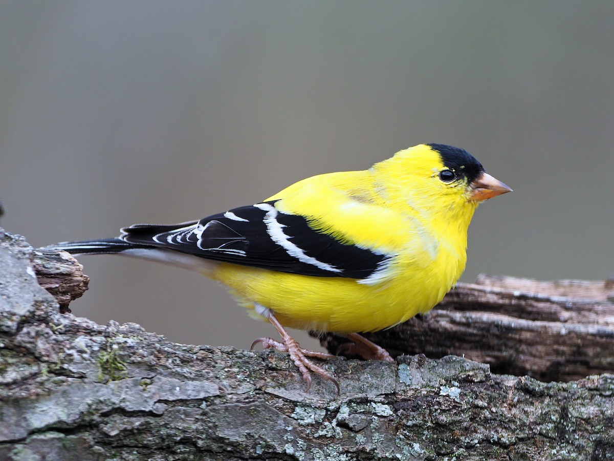 Chardonneret jaune - ML92373261