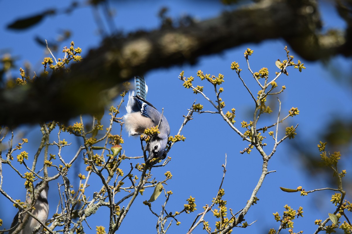 Blue Jay - ML92375731