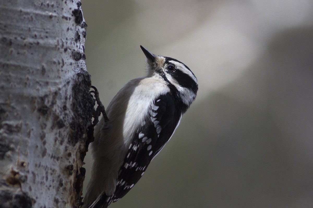 Downy Woodpecker (Rocky Mts.) - ML92376641