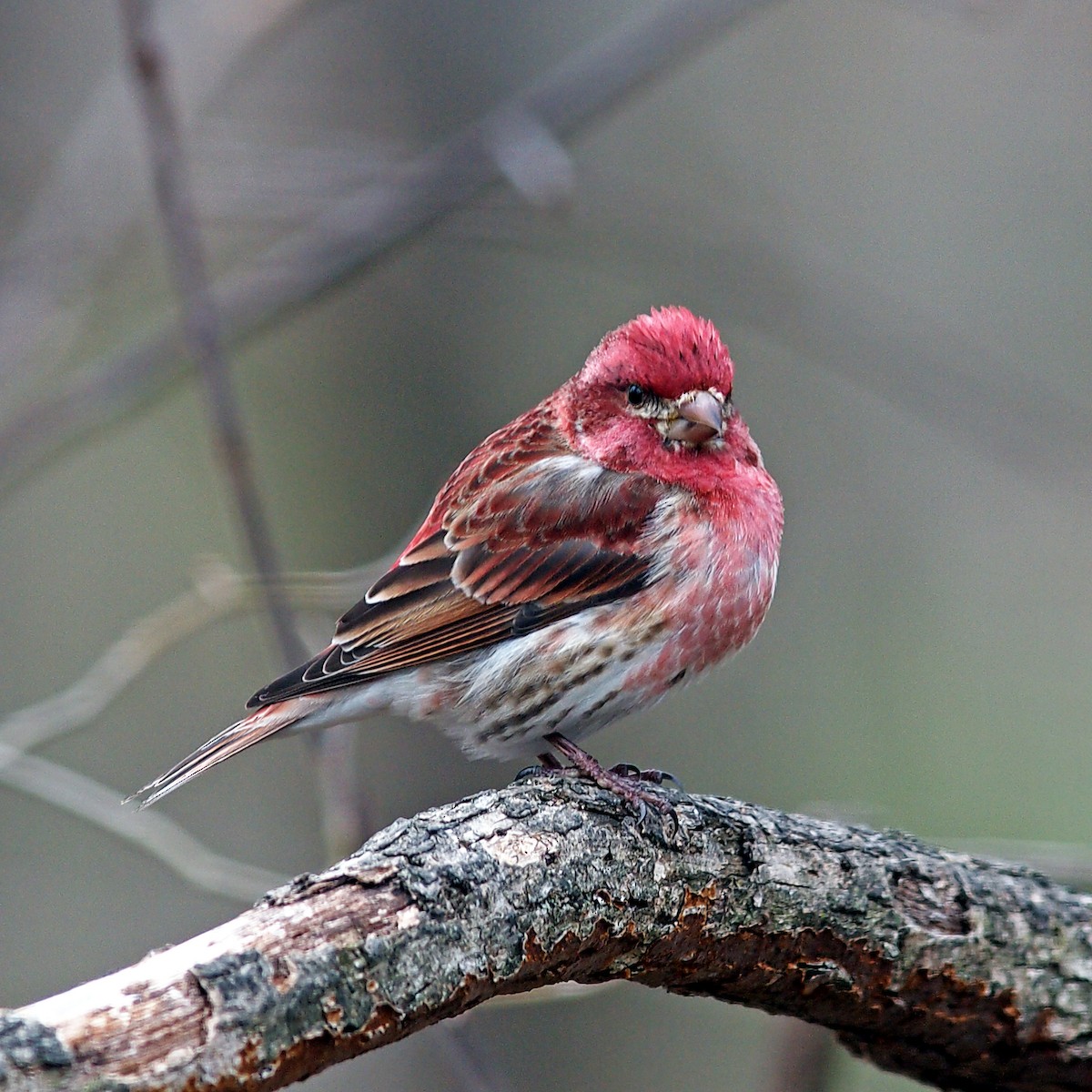 Purple Finch - ML92377431