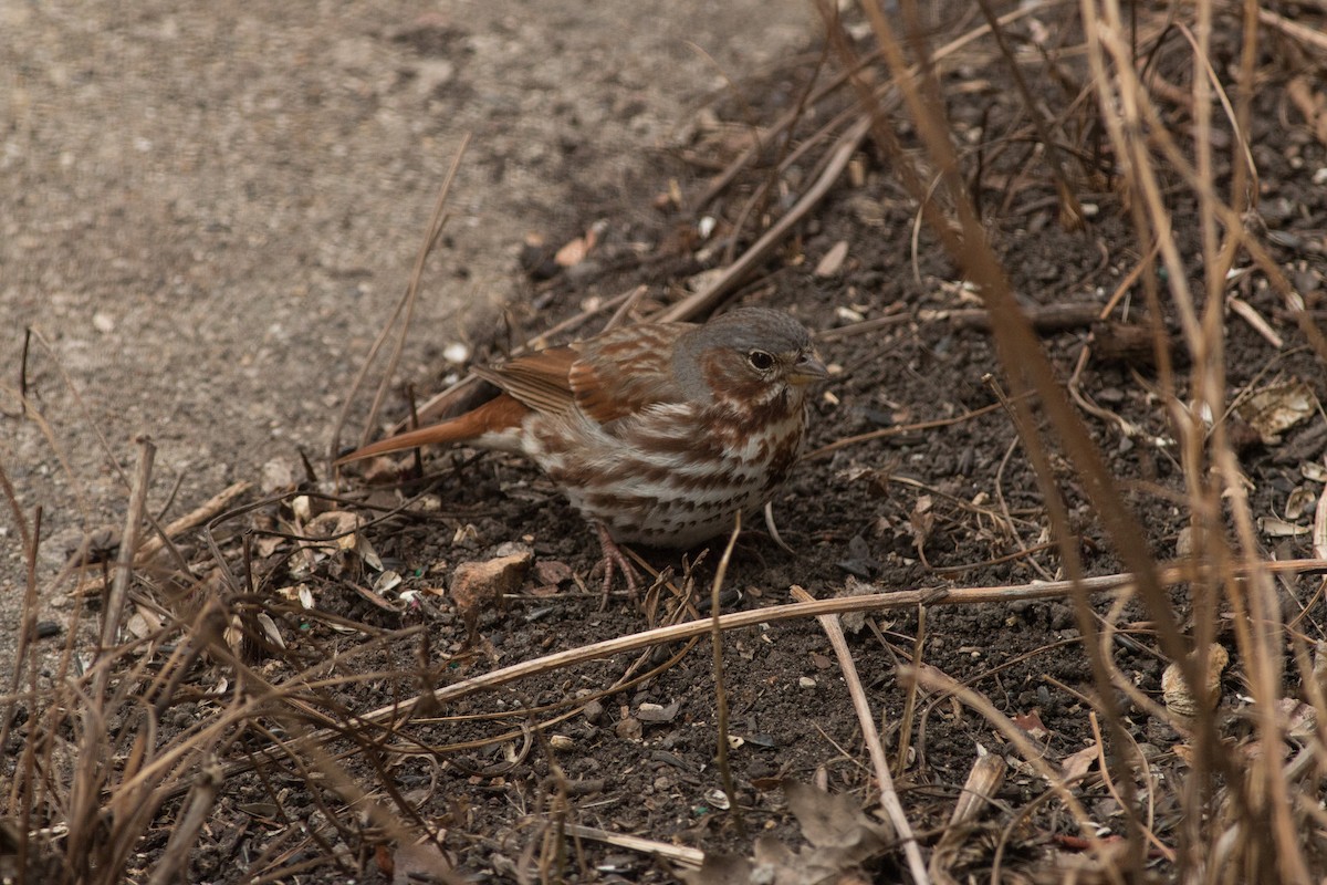 Fox Sparrow - ML92377901