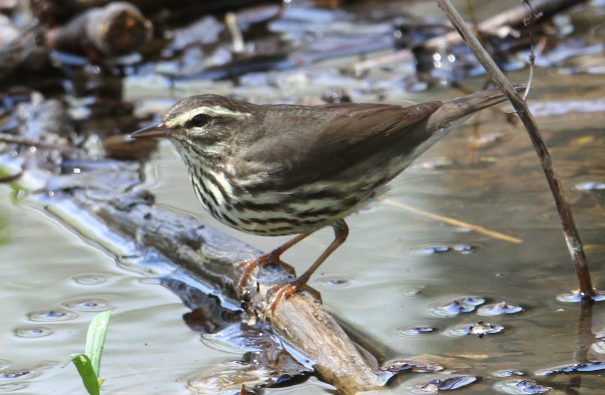 Northern Waterthrush - ML92378351