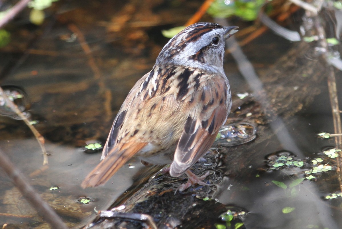 Swamp Sparrow - Aneil Shah